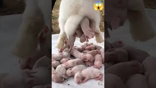 Download lagu baby of pig , delivery#shorts#video mp3 Download lagu baby of pig , delivery#shorts#video mp3