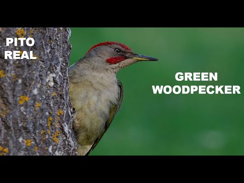 PITO REAL | GREEN WOODPECKER | Picus viridis