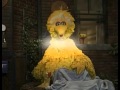 Sesame Street Little Bird Looks For A Home