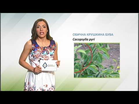 Zelena prognoza, 3.7.2017. - O običnoj kruškinoj buvi