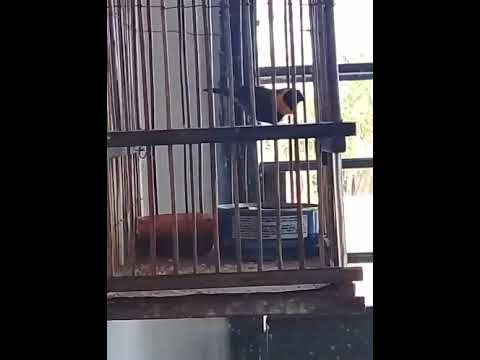 Tomequin del Pinar de Pelea 🔥