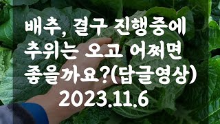 배추, 결구 진행중에 추위는 오고 어쩌면 좋을까요?(답글영상) /김장무 포기간격 좁으면? / 2023.11.…