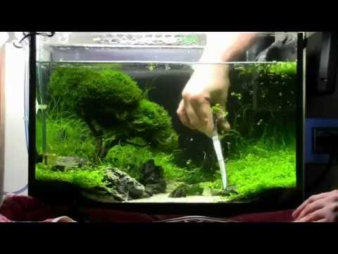 Aquarium Bonsai hemiantus callitricoides carpet trimming