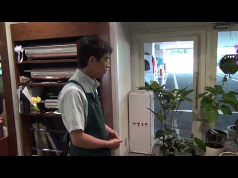 ジンジャー 植物