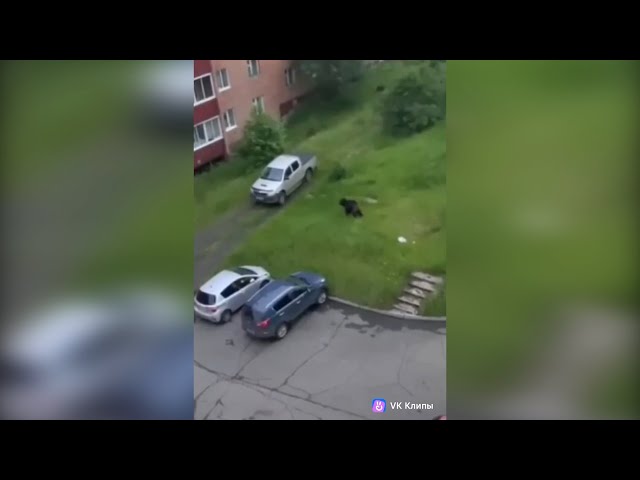 В Усть-Илимске в черте города заметили медведя