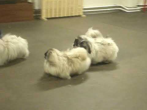 Our puppies littera "G" with  handler Elena Titova.