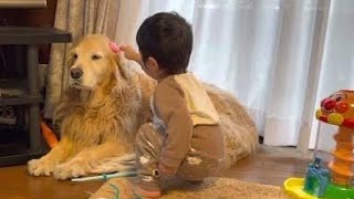 相手できないぐらい疲れているゴールデンレトリバー