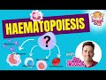 Hematopoiesis | Erythropoiesis