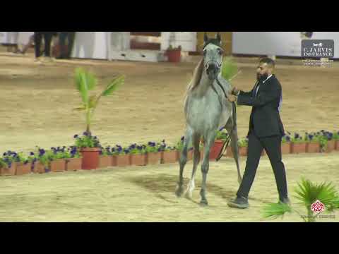 N 198 TL LEITH   The Turfah Arabian Horse Show 2023   Colts 2 Years Old Class 8A