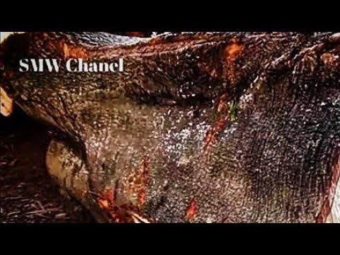 Asem wood is super hard which shocked the furniture world because of its galih