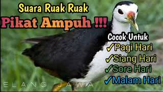 Download lagu Ampuh suara pikat burung ruak ruak langsung banyak yang datang mp3