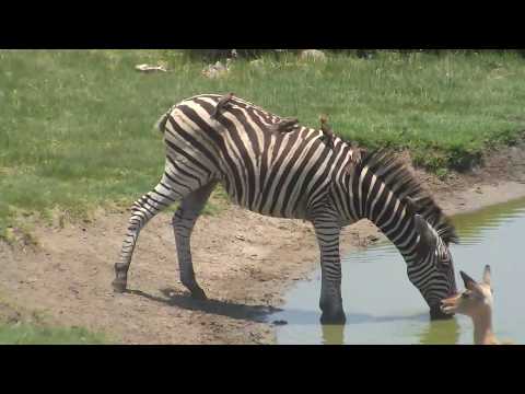 Djuma: Impalas, Zebra and Nyala come to the pan - 11:49 - 12/27/18