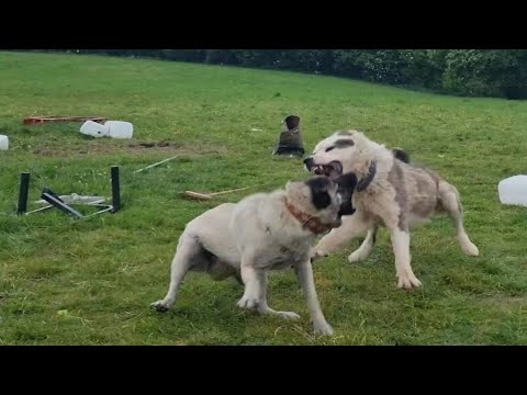 ALABAI ATTACKS KANGAL! #Alabai #Kangal