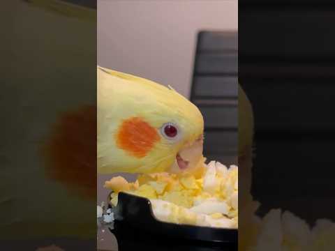 Cockatiel Diet and Nutrition
