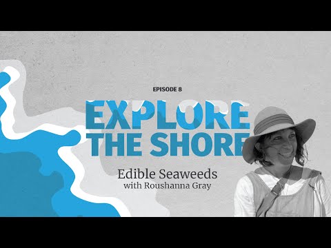 Edible Seaweeds - discover how to forage, harvest and eat nori, kelp and ulva
