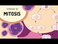 Mitosis