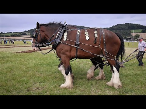 Traditional Irish Horse Ploughing at National Ploughing Championships 2022, Ireland