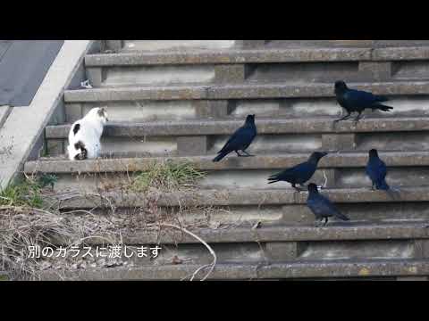カラスが猫に謝る動画　「猫をつつかないように教えるカラス」