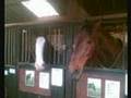 Rodbaston College Horses 2008 XXx