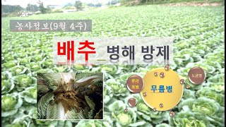 [농사정보] (9월4주)  배추_병해방제(무름병, 뿌리혹병, 노균병)