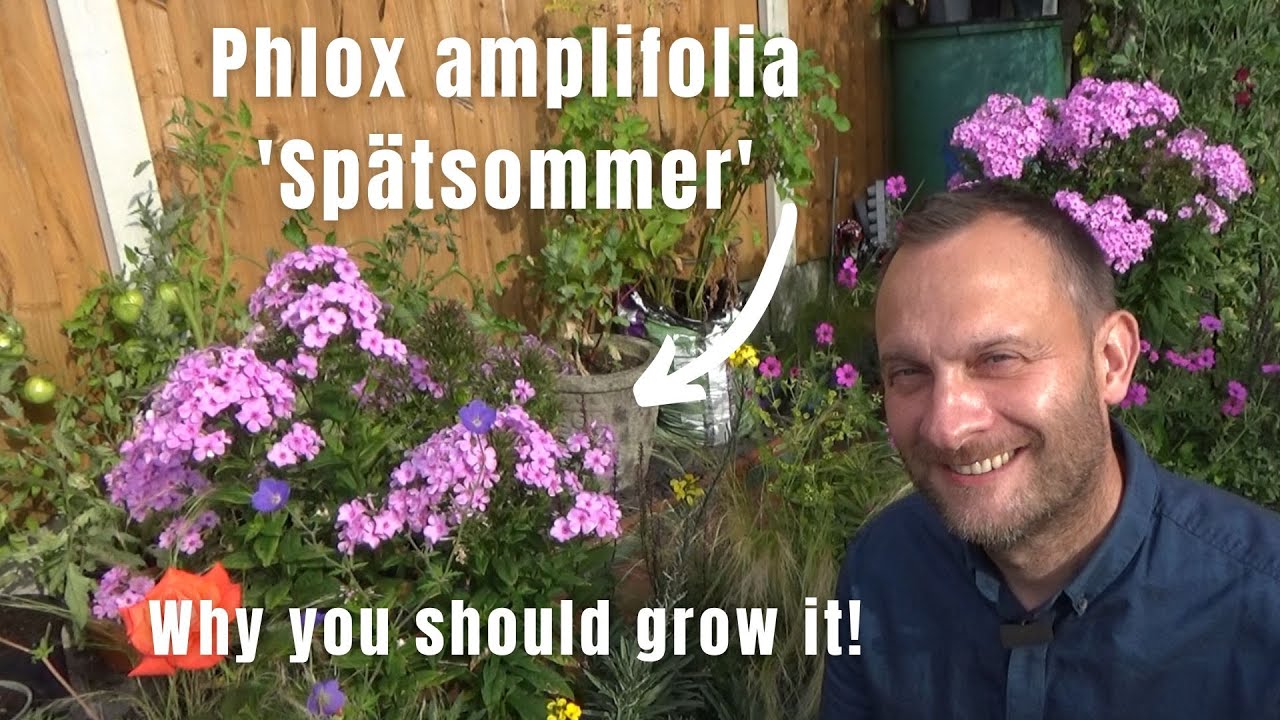 Phlox amplifolia 'Spätsommer' | Late Summer Perennial | Scented Phlox | Summer Gardening - YouTube