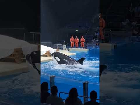 Farewell to Jessica #jessica #orca #shorts