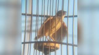 Download lagu Branjangan Parva NTB gacor buka sayap full mp3 Download lagu Branjangan Parva NTB gacor buka sayap full mp3