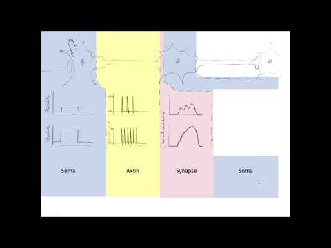 Informationscodierung