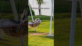 Download lagu GUKGUK IS PLAYING ON THE SWING :) #shorts #funny #cutedog #fypシ゚ mp3