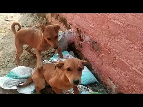 Abhigyan Vlogs // Two Cute Brothers Puppy Are 🐕🐶🐕🐶🐕🐶 Fight Each Other