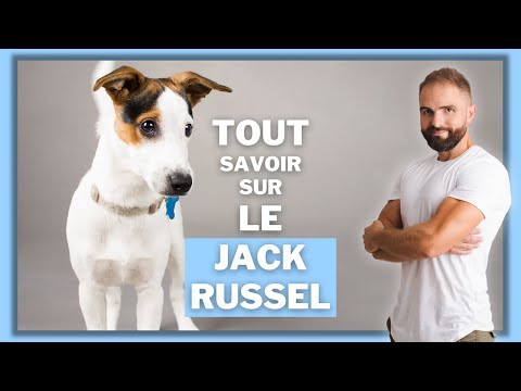 Chien de race Jack Russel : caractère, éducation, comportement, santé de ce chien de race...