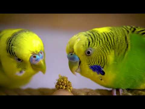 Happy Parakeet Sounds for 1 Hour
