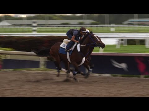 Ken McPeek prepares Signalman for Fountain of Youth Stakes