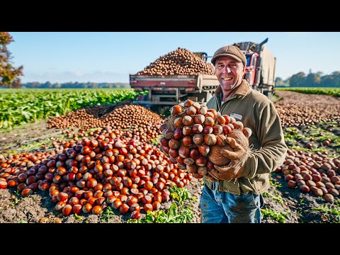 Massive Chestnut Production | Australian Farmer Process Million Tons Of Chestnut | Factory Tour