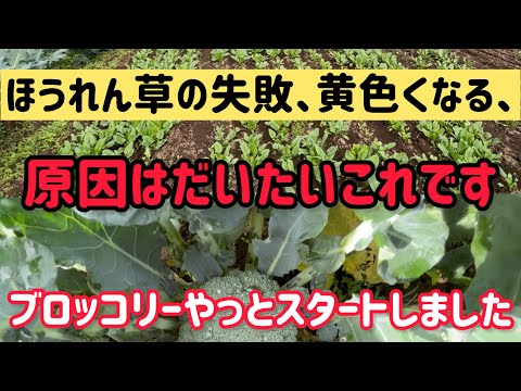 園芸 忍耐、スイバほうれん草、永遠のほうれん草