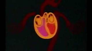 Apparato Circolatorio (parte 1/2)