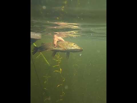 Pike Going back #music #cover #hiphop #beats #wisconsin #basslake