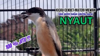 Download lagu cendet gacor ISIAN PANJANG HANDAL buat PANCINGAN CENDET AGAR BUNYI bikin BURUNG PENTET GACOR NYAUT mp3 Download lagu cendet gacor ISIAN PANJANG HANDAL buat PANCINGAN CENDET AGAR BUNYI bikin BURUNG PENTET GACOR NYAUT mp3