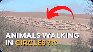 Why Are Animals Mysteriously Walking Around In Circles ⭕️