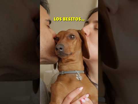So many kisses! 😘 #shorts #dachshund #reels #viral #dachshund #subscribe #dogs #doglover