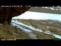 Snow Leopard Hunting Clip