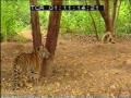 Monkey Tiger