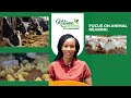 Focus On Animal Rearing  | Kilimo na Biashara