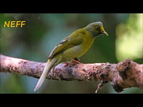 Doğal Bülbül Sesi - Huzur ve Terapi için