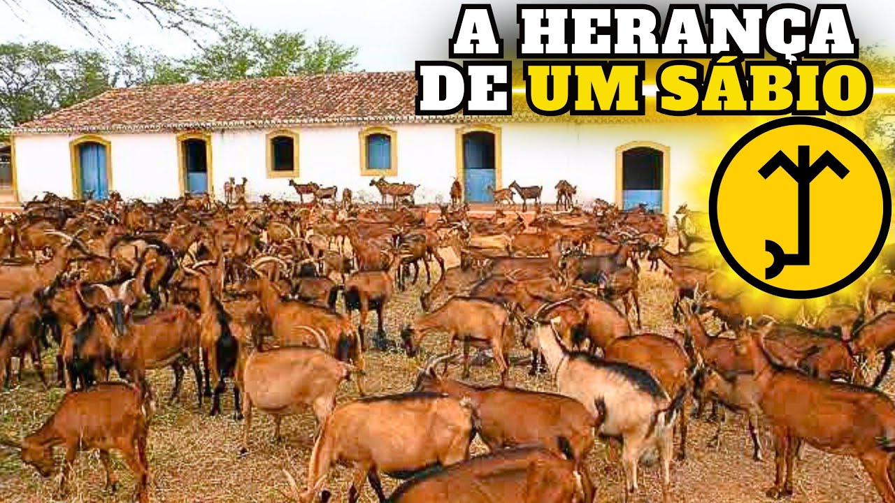 CARNAÚBA FARM: Where the Backlands Breed Sheep That Defy Drought and Weather