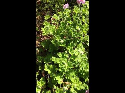 The Healing Properties of Rose Geranium - Danuta Hulajko, Naturopathic Herbalist