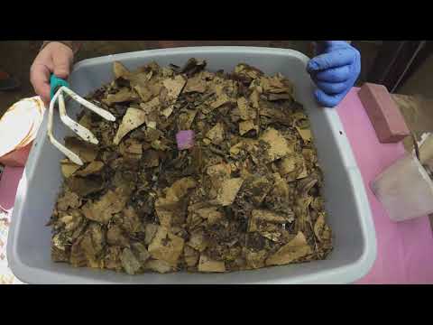 Check in on my worm bins at day-21 & day-96