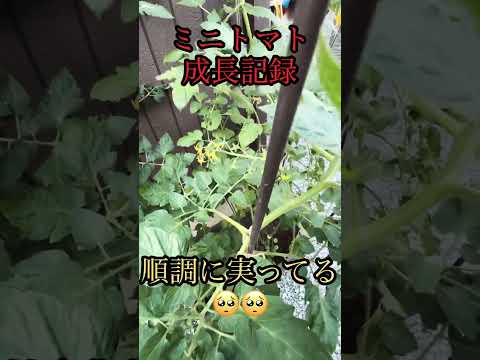 卵の殻をトマトに使うには？植えた瞬間から植物を元気にするためのヒント  庭園