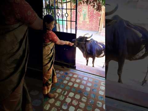 #வீட்டிற்கு வந்து பழம்  சாப்பிட்டு #பசு#கோ #love  #கோமாதா #பசு #spbalasubramanium #பசு #கோமாதா