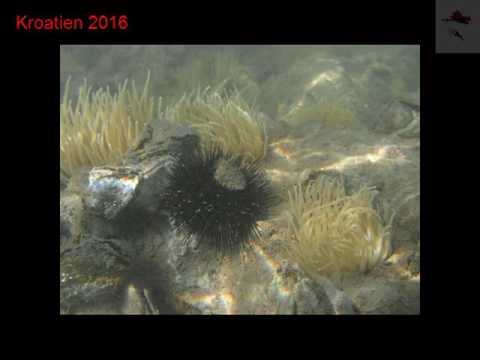 Kroatien Pula Stinjan